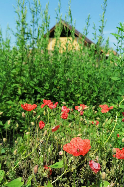 haziko_pipacs haziko_pipacs